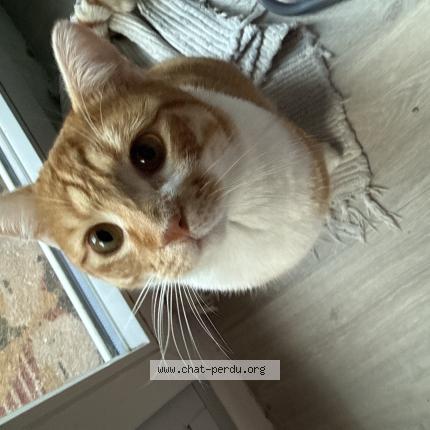 Photo 1/1 Cl&eacute;mentine Chat perdu à Montlhery