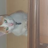 Photo de chat perdu à Claix