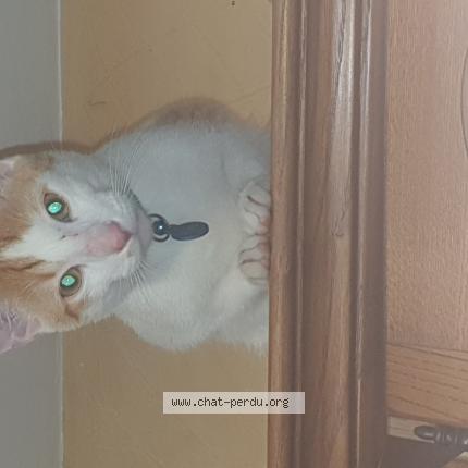 Photo 1/1 Mao Chat perdu à Claix