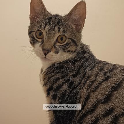 Photo de chat perdu à Le Mee Sur Seine