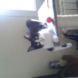 Photo de chat perdu à Saint Etienne