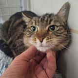 Photo de chat perdu à Orange