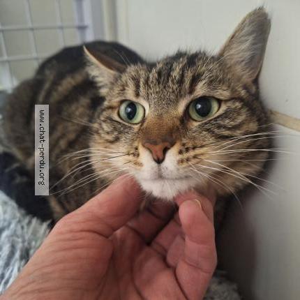 Photo 1/2 BELLA Chat perdu à Orange