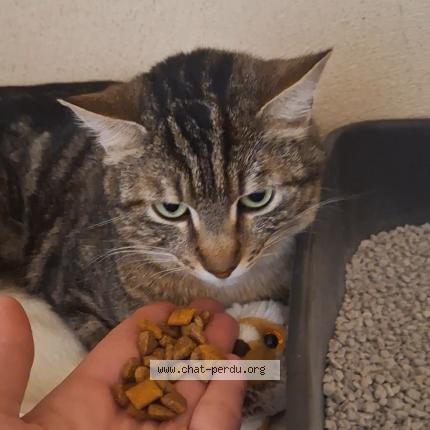 Photo 2/2 BELLA Chat perdu à Orange