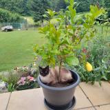 Photo de chat perdu à Ambronay