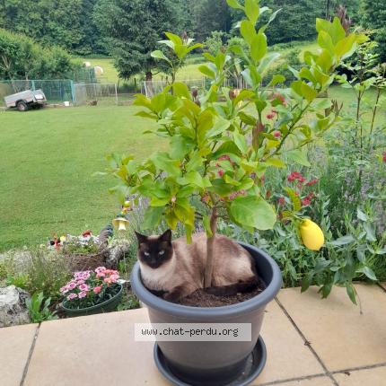 Photo 1/1 Dinah Chat perdu à Ambronay