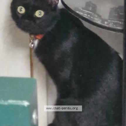 Photo 1/1 oreo Chat perdu à Issoudun
