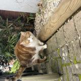 Photo de chat trouvé à Dardilly