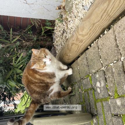Photo 1/1 Chat trouvé Trouvé à Dardilly