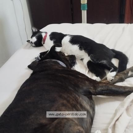 Photo 1/1 Igor Chat perdu à Montevideo