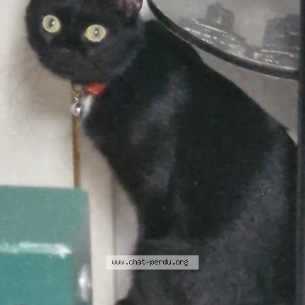 Photo 1/1 Oreo Chat perdu à Issoudun