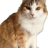 Photo de chat perdu à Dax