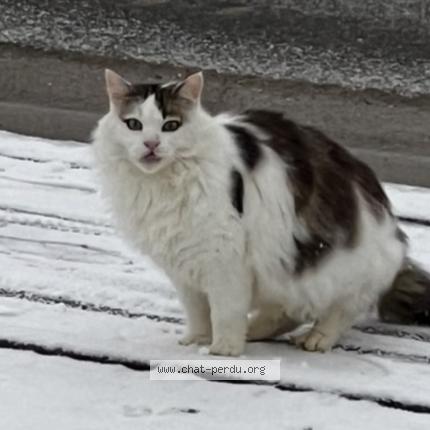 Photo 1/1 Minuss Chat perdu à Escombres et le chesnois