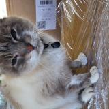 Photo de chat trouvé à Pibrac