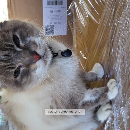 Photo 1/1 Chat trouvé Trouvé à Pibrac