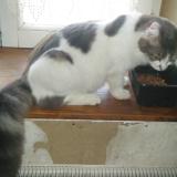 Photo de chat perdu à Saint Marceau