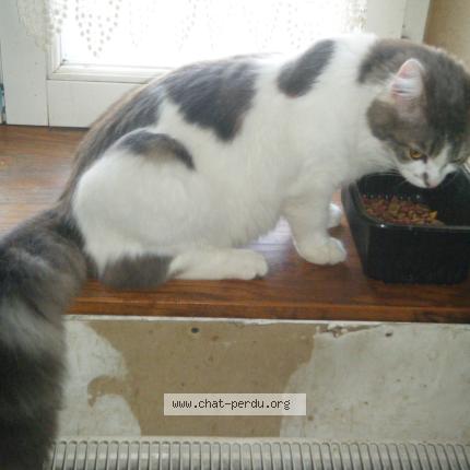 Photo 1/1 Djumbo Chat perdu à Saint marceau