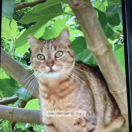 Photo 1/1 Chat retrouvé Perdu à Vitry sur seine