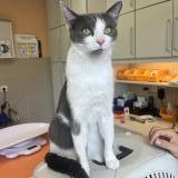 Photo de chat perdu à Bons En Chablais