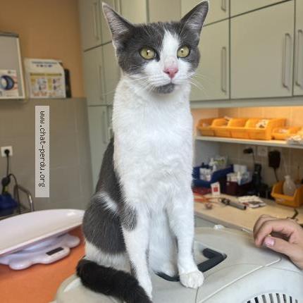 Photo 1/1 Coquillette Chat perdu à Bons en chablais