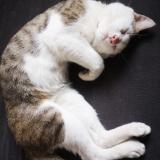 Photo de chat perdu à Nantes