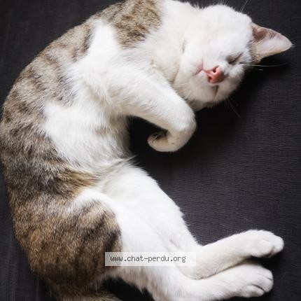 Photo 1/1 Mignon Chat perdu à Nantes