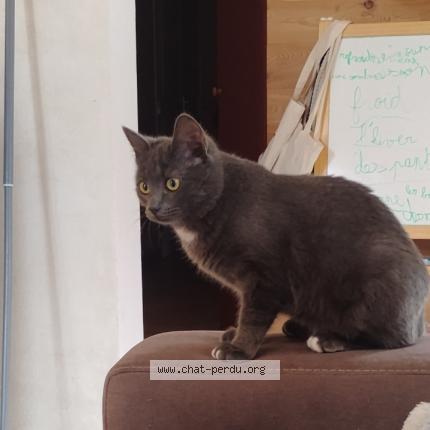 Photo 1/1 Artémis Chat perdu à Briancon