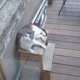 Photo de chat perdu à Metz