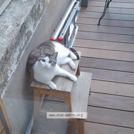 Photo 1/1 Nala Chat perdu à Metz