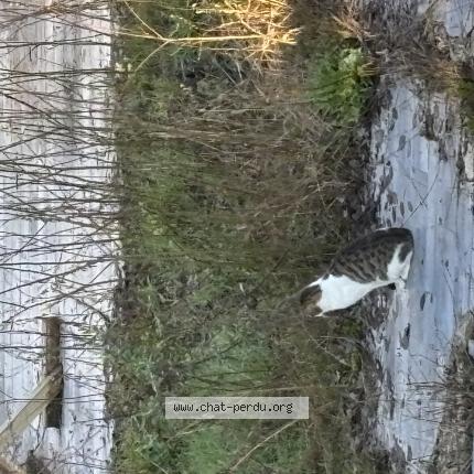 Photo 1/3 Chat trouvé Trouvé à Langres