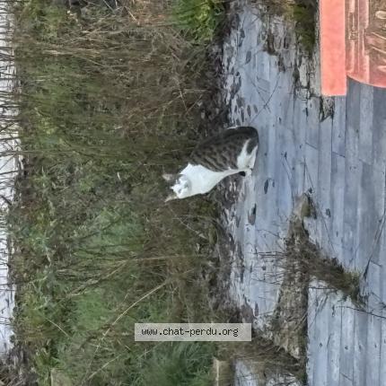 Photo 2/3 Chat trouvé Trouvé à Langres