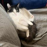 Photo de chat perdu à St Aubin De Blaye