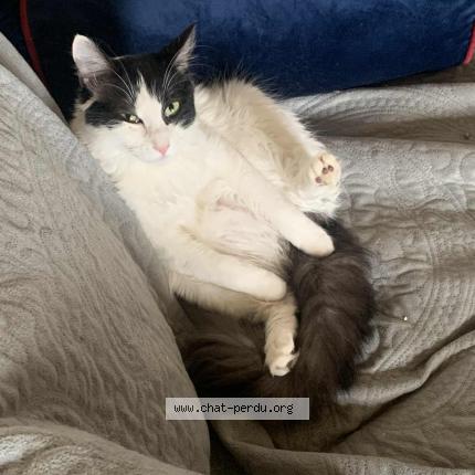 Photo 1/1 Sissy Chat perdu à St aubin de blaye