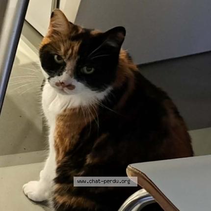 Photo 1/1 Chat retrouvé Perdu à Ardillieres