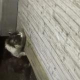 Photo de chat trouvé à Anthon