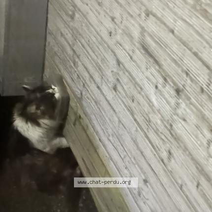 Photo 1/1 Chat trouvé Trouvé à Anthon