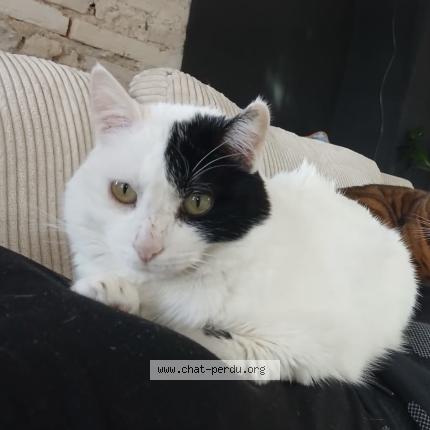 Photo 1/1 Flocon Chat perdu à Montauban