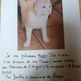 Photo de chat perdu à Elven