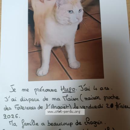 Photo 1/1 Hugo Chat perdu à Elven