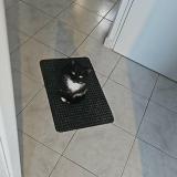 Photo de chat perdu à Quievrechain