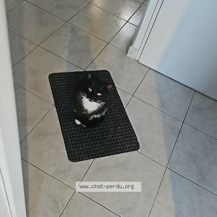 Photo 1/1 Spock Chat perdu à Quievrechain