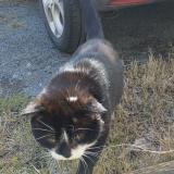 Photo de chat trouvé à Boulazac