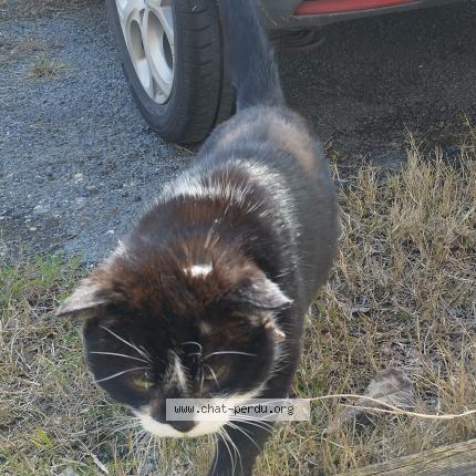 Photo 1/1 Chat trouvé Trouvé à Boulazac