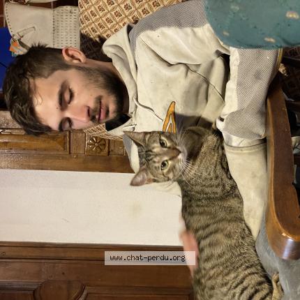 Photo 1/1 Ush Chat perdu à Clermont ferrand