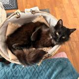 Photo de chat perdu à Lherm