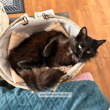 Photo 1/1 Baghera Chat perdu à Lherm