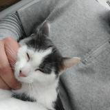 Photo de chat trouvé à St Jean Le Blanc