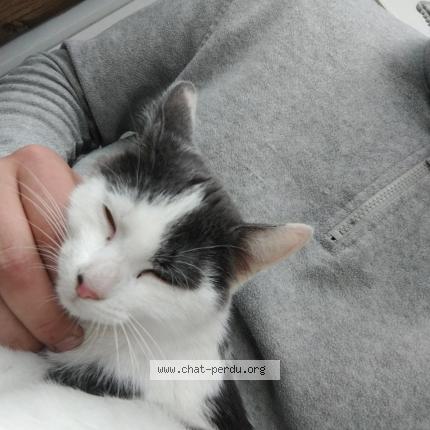 Photo 1/1 Chat trouvé Trouvé à St jean le blanc