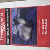 Photo de chat perdu à Blainville