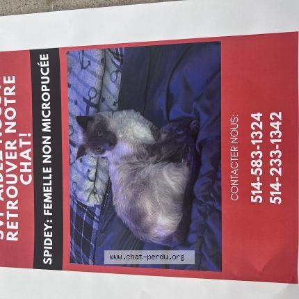 Photo 1/1 spidey Chat perdu à Blainville